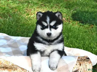 Pomsky dogs for sale: Sierra - Ad 3