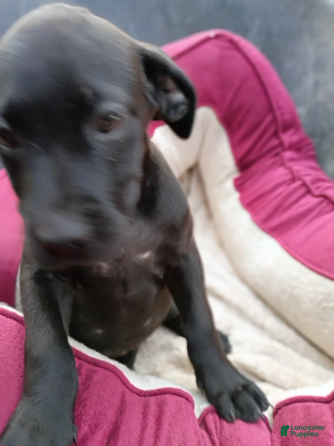 Cane Corso dogs for sale: Cane Corso Puppy 4 - Ad 1