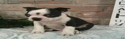Boston Terrier dogs for sale: Cricket  - Ad 2