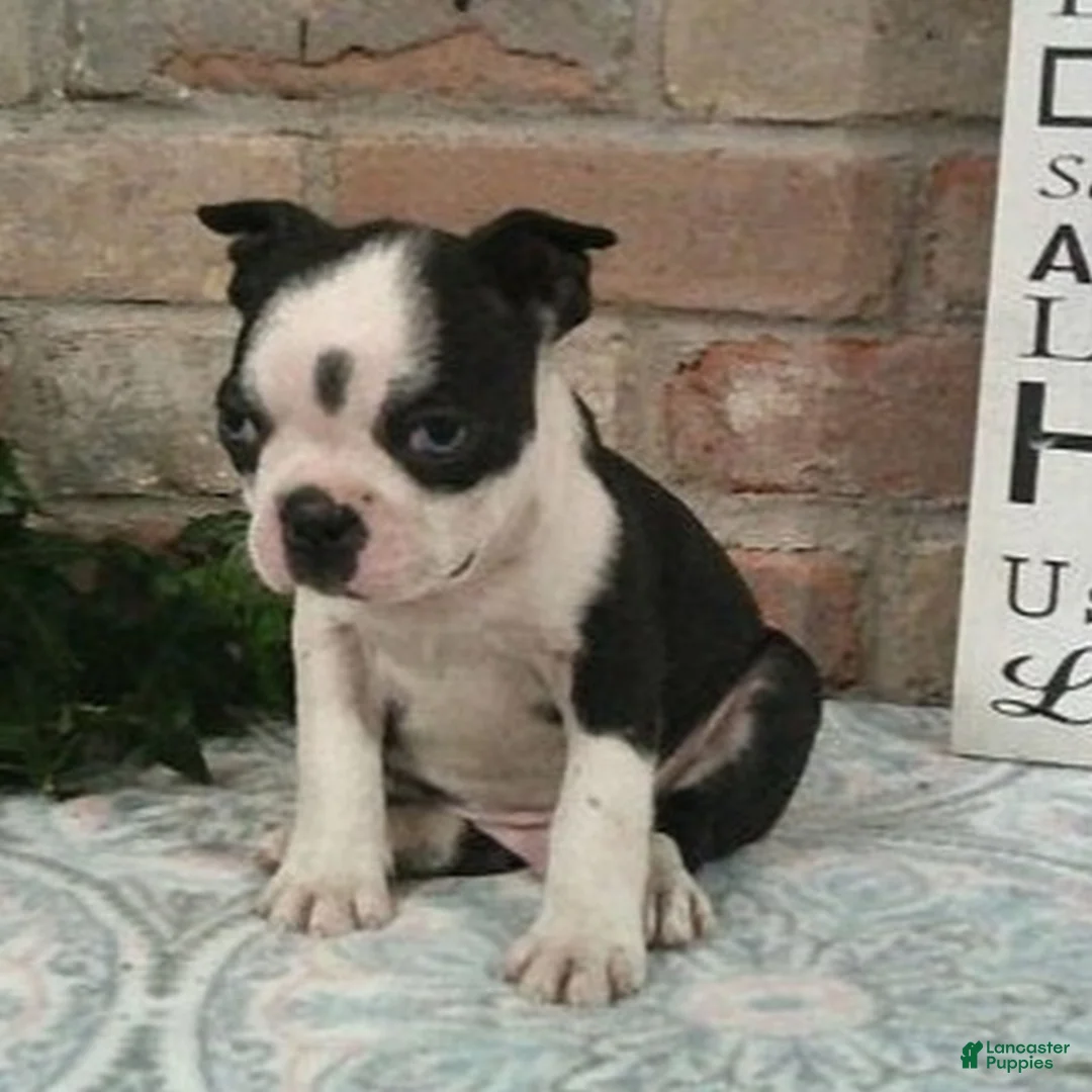 Boston Terrier dogs for sale: Cricket  - Ad 2