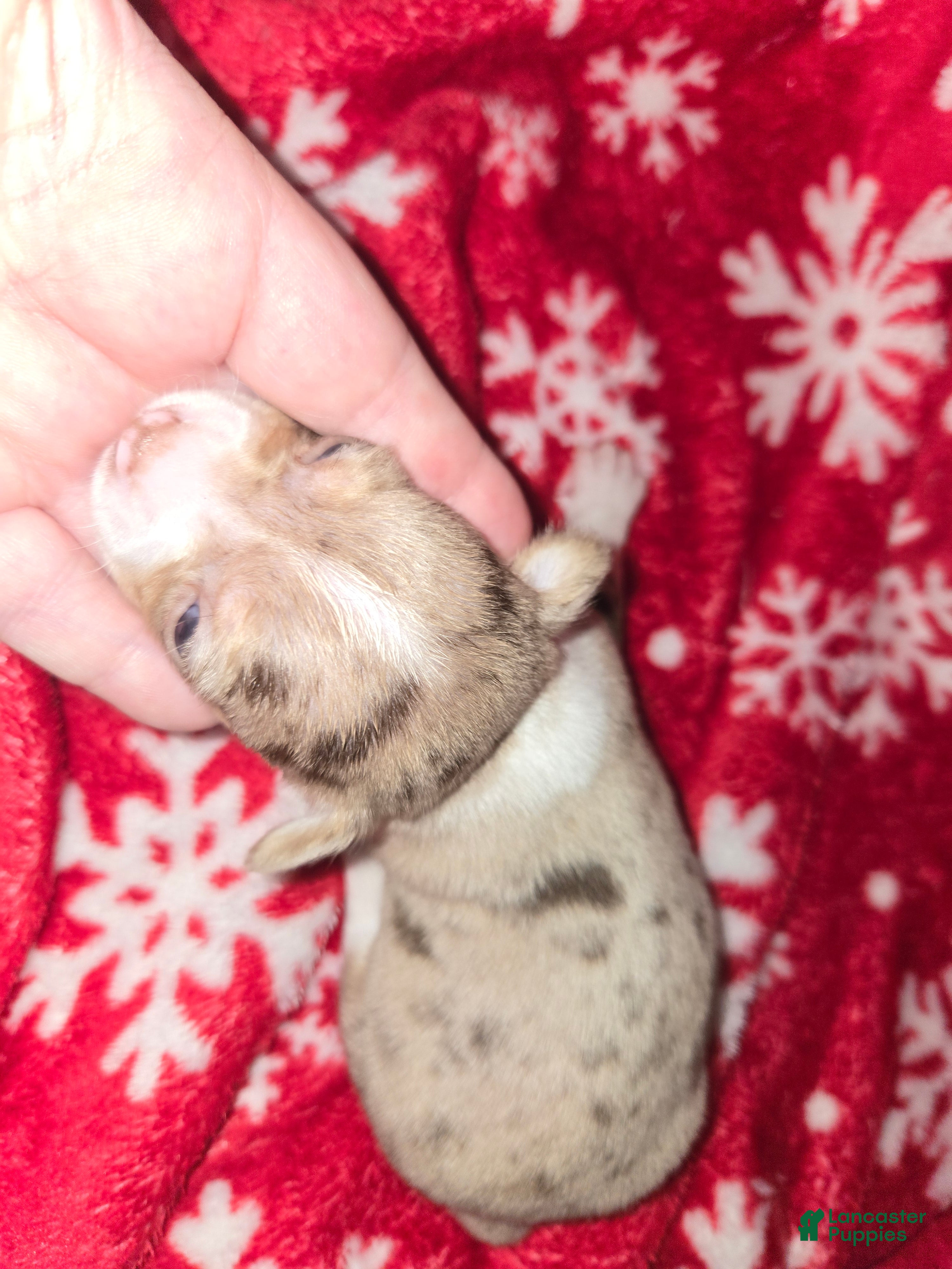 Chihuahua dogs Merle Boy - Ad 1