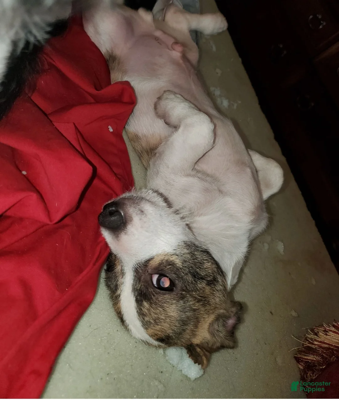 Chiweenie dogs for sale: Miggy (Miguel) - Ad 9