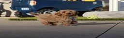 Havapoo dogs for sale: Phoenix 💙👨‍👨‍👧‍👦💞🐕 Minature - Ad 2