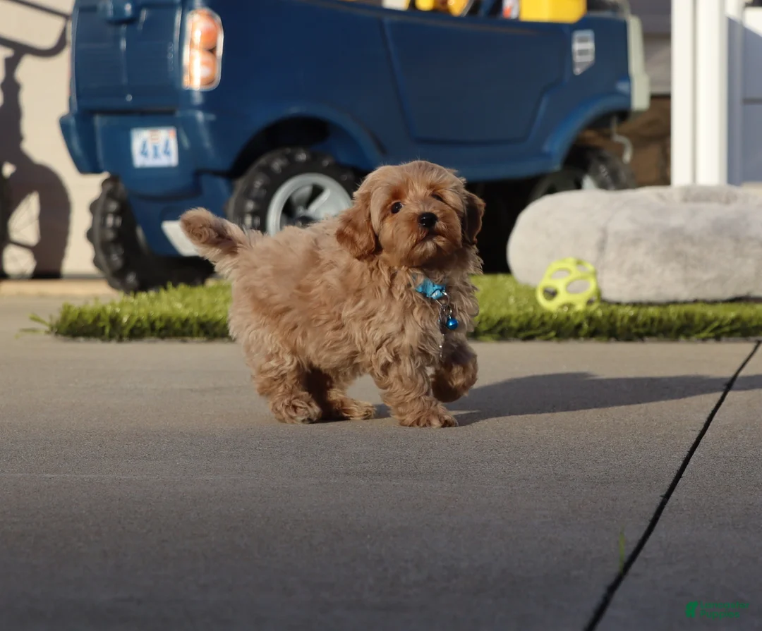 Havapoo dogs for sale: Phoenix 💙👨‍👨‍👧‍👦💞🐕 Minature - Ad 2