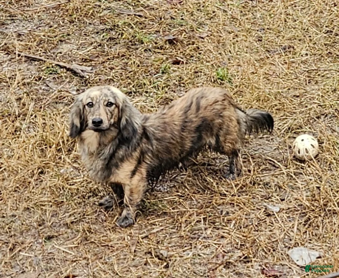 Miniature Dachshund dogs for sale: Birdie  - Ad 5