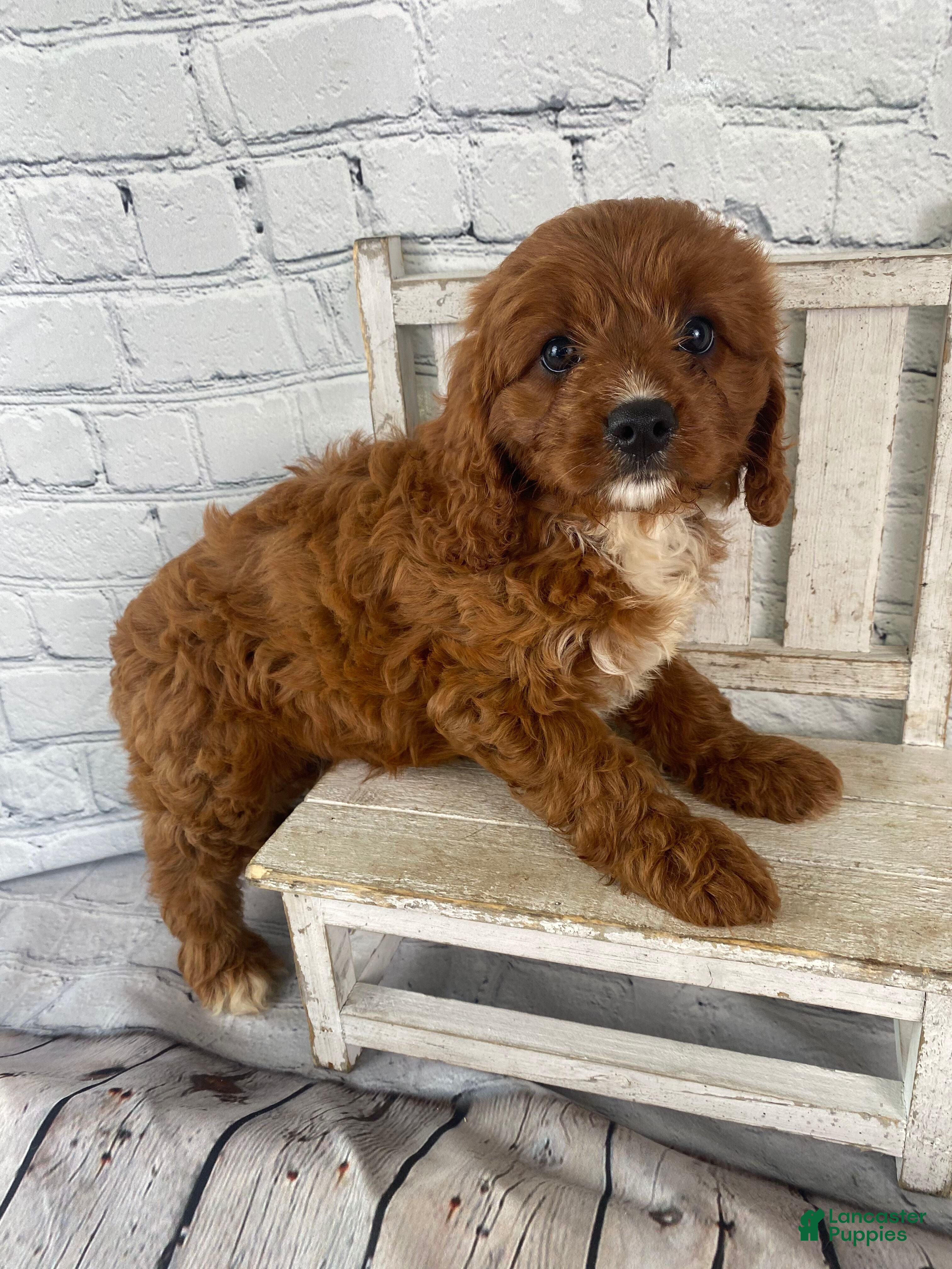 Cavapoo dogs Tucker - Ad 1
