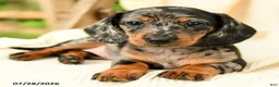 Miniature Dachshund dogs for sale: Davina - Ad 3