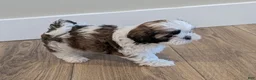 Teddy Bear dogs for sale: Milo - Ad 12