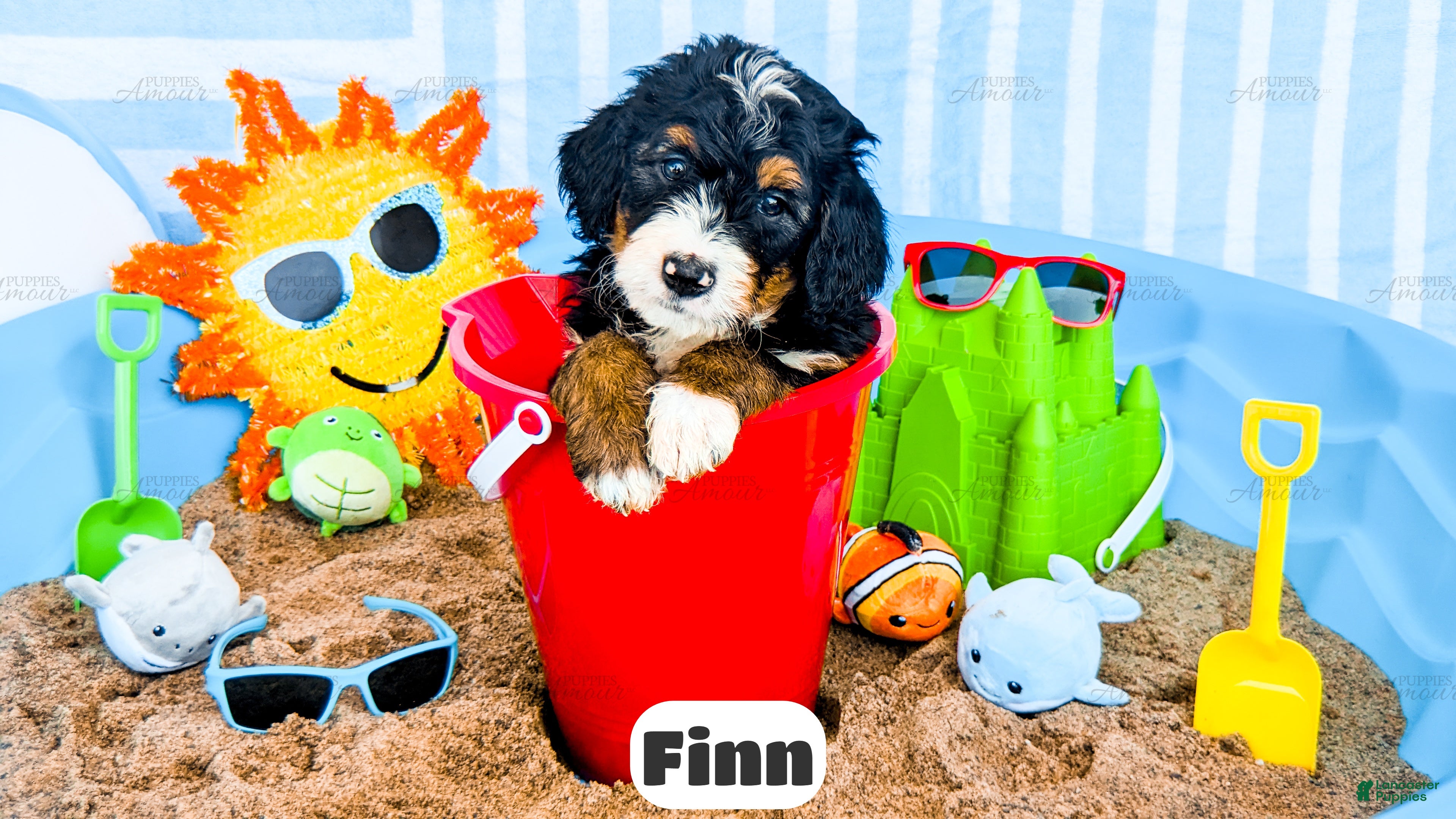 Bernedoodle dogs Finn - Ad 1