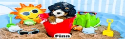 Bernedoodle dogs for sale: Finn - Ad 1