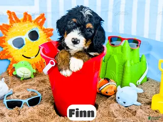 Bernedoodle dogs for sale: Finn - Ad 1