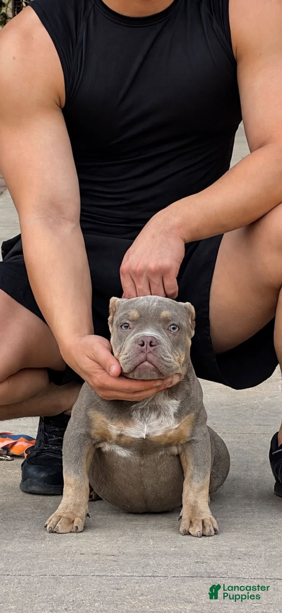 American Bully dogs for sale: Micro American Bully Female Puppy Crown Bape Bloodline - Ad 13