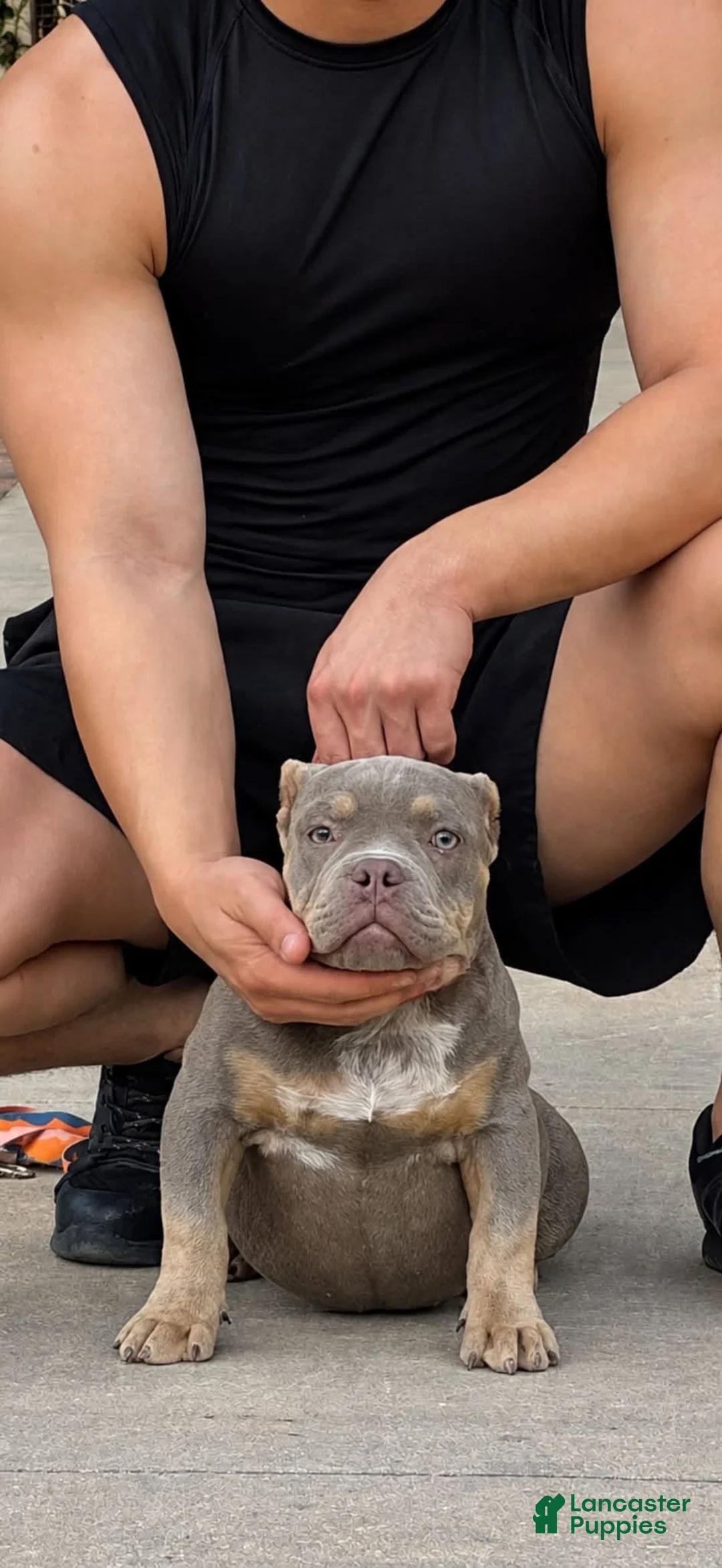 American Bully dogs for sale: Micro American Bully Female Puppy Crown Bape Bloodline - Ad 1