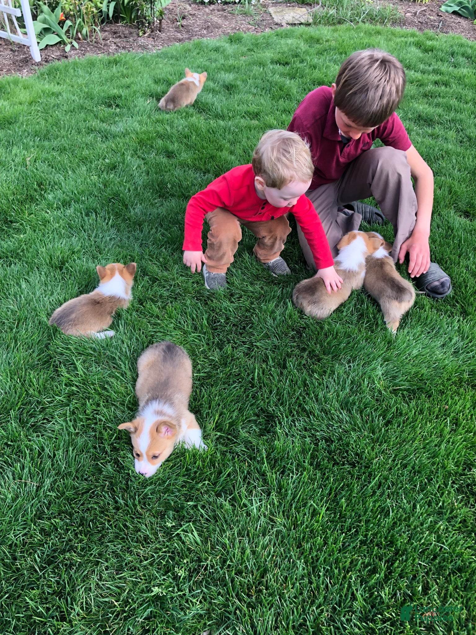 Welsh Corgi Pembroke dogs Jordan - Ad 2