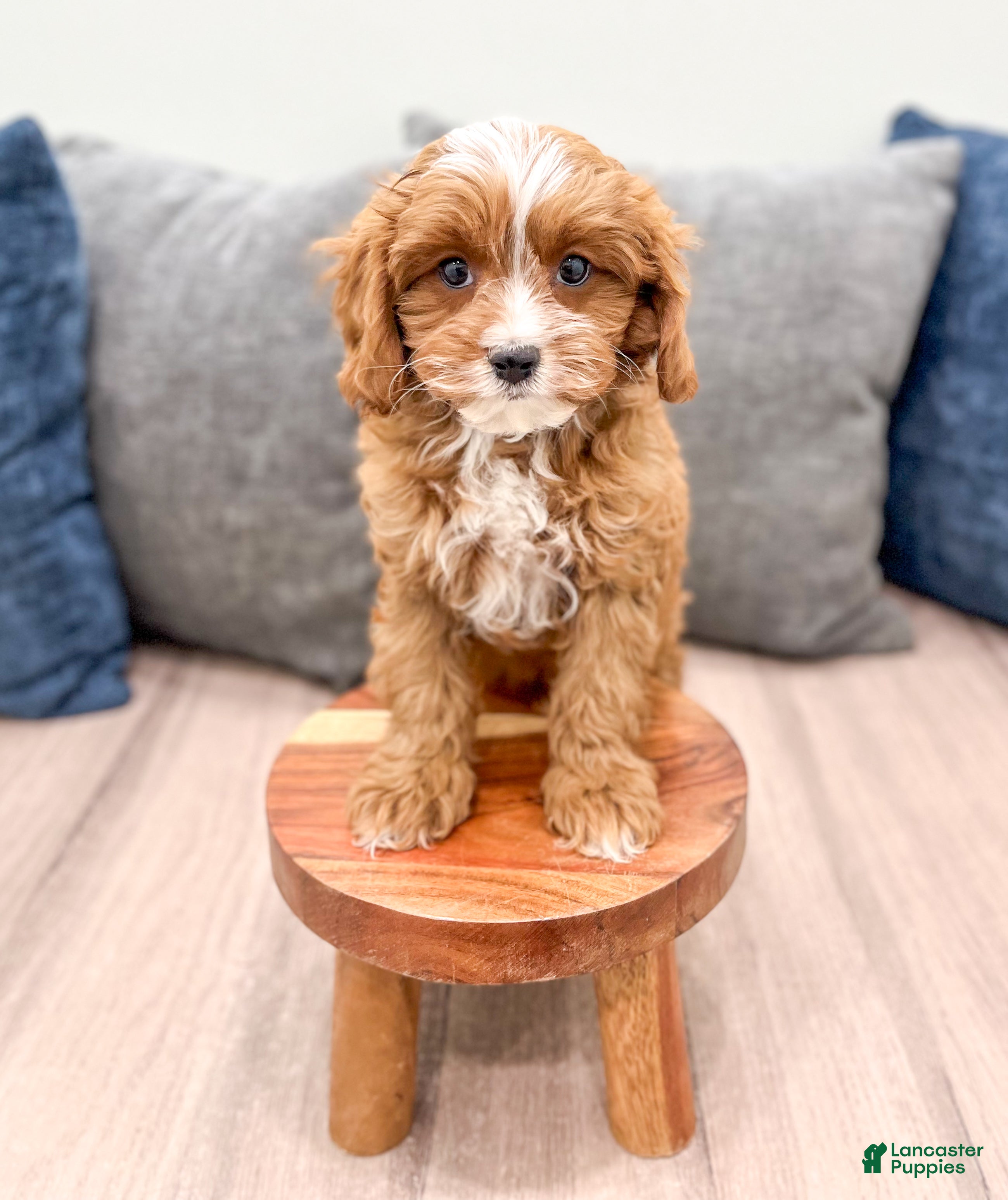 Cavapoo dogs Ramsey - Ad 2