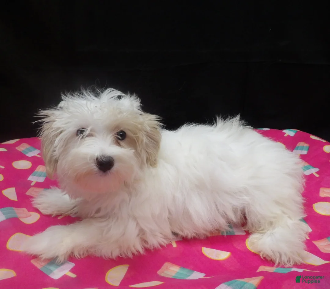 Maltipoo dogs for sale: Sage - Ad 5