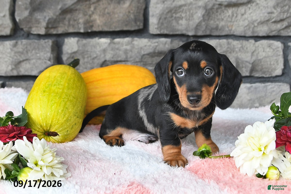 Miniature Dachshund dogs Fido - Ad 2