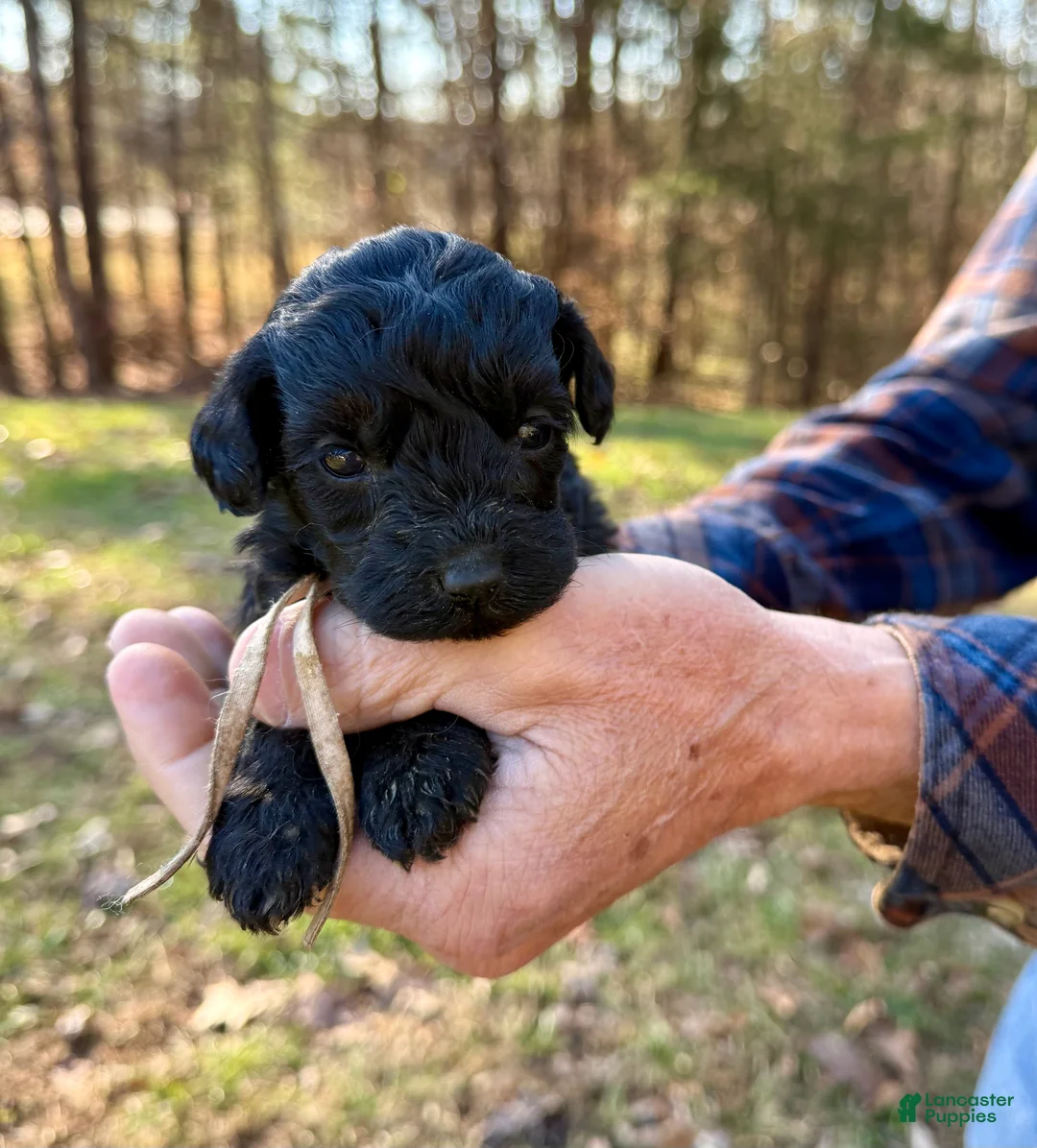Goldendoodle dogs for sale: Goldendoodle Puppy 3 - Ad 11