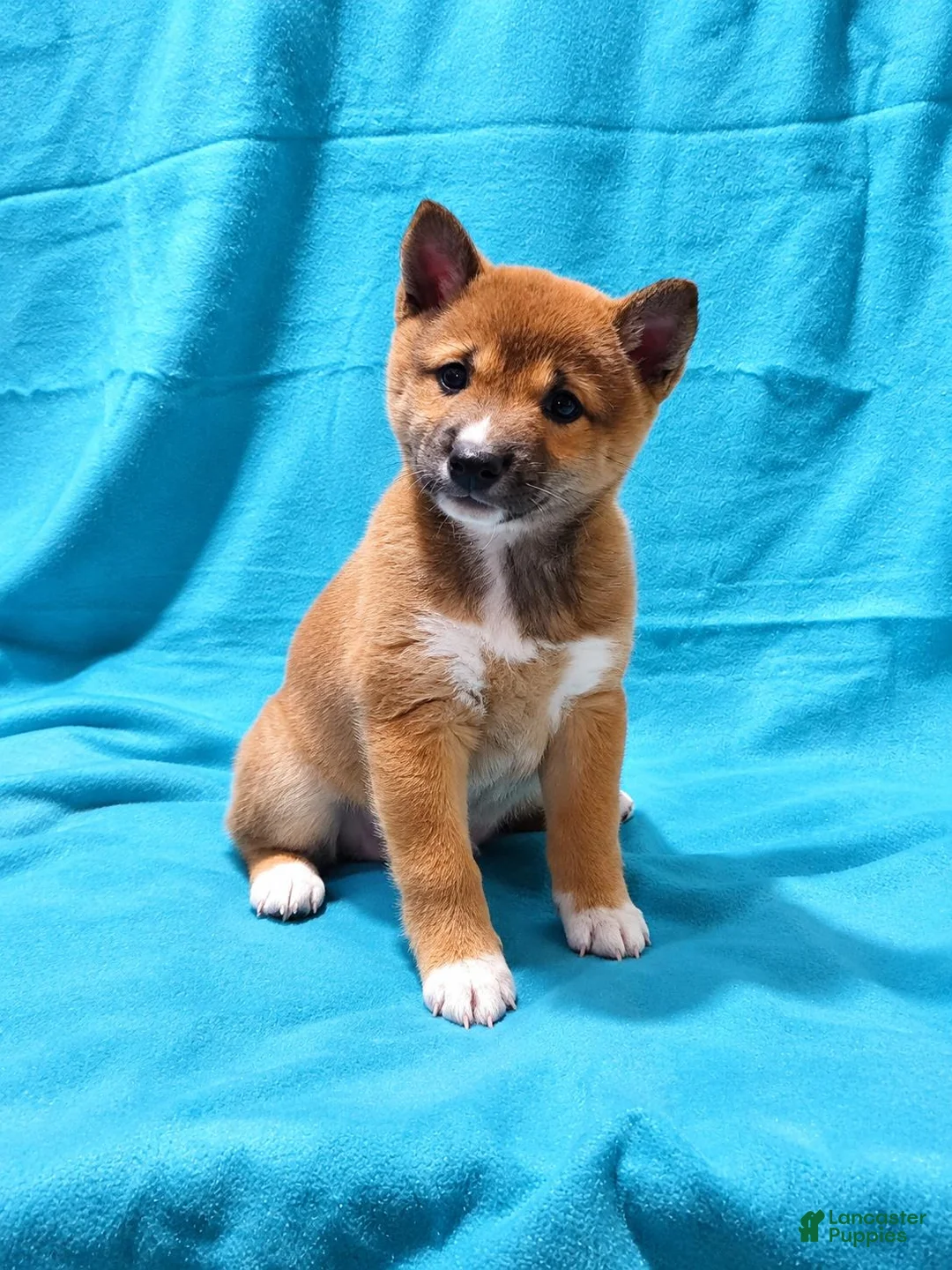 Shiba Inu dogs for sale: Sophi  - Ad 1