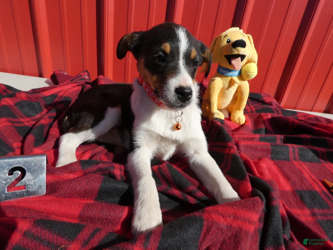 Australian Shepherd dogs for sale: Australian Shepherd Puppy 2 - Ad 2