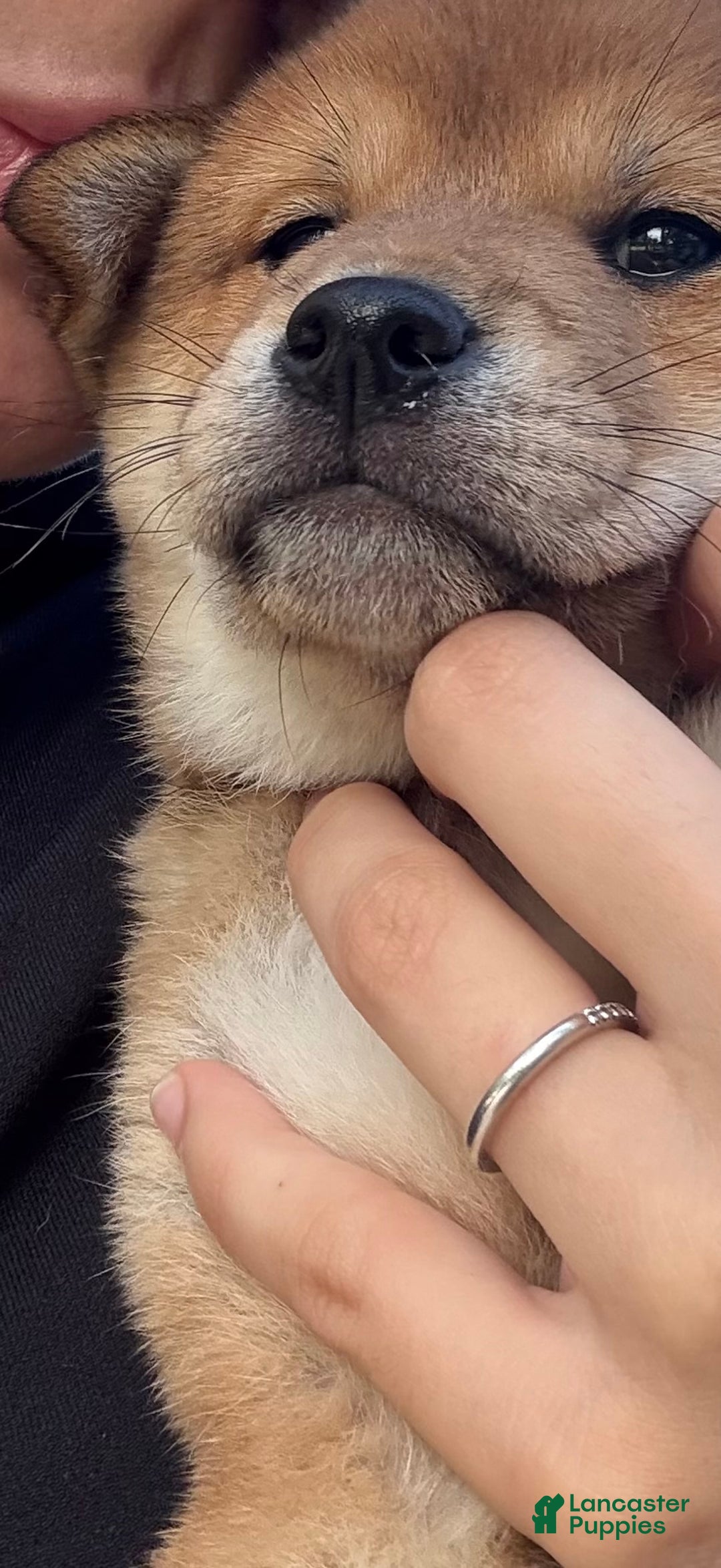 Shiba Inu dogs for sale: Shiba Inu Puppy 5 - Ad 32