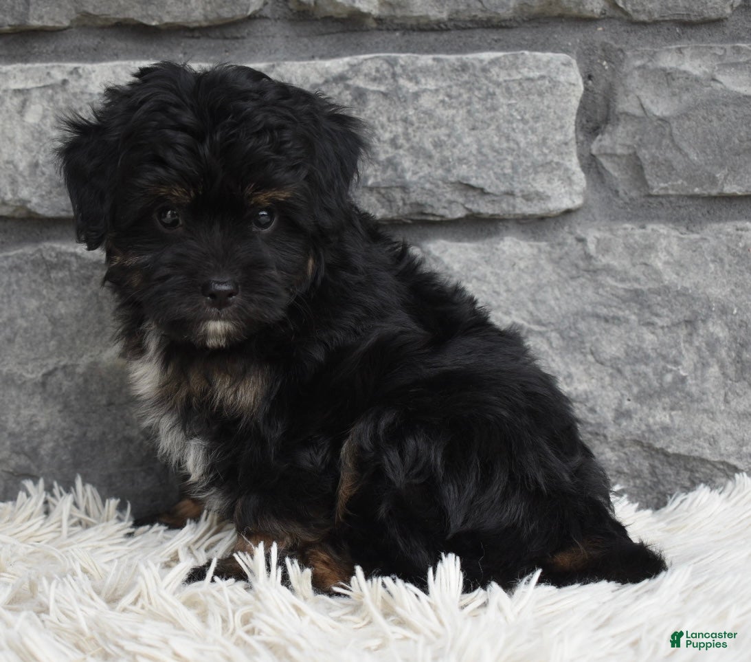 Mini Aussiedoodle dogs Charlie  - Ad 2