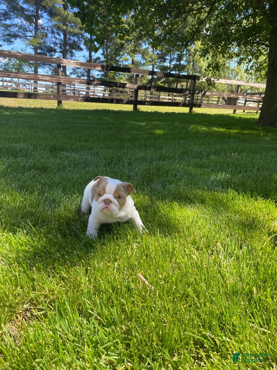 English Bulldog dogs for sale: English Bulldog 1 - Ad 2