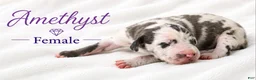 Great Dane dogs for sale: Amethyst  - Ad 2