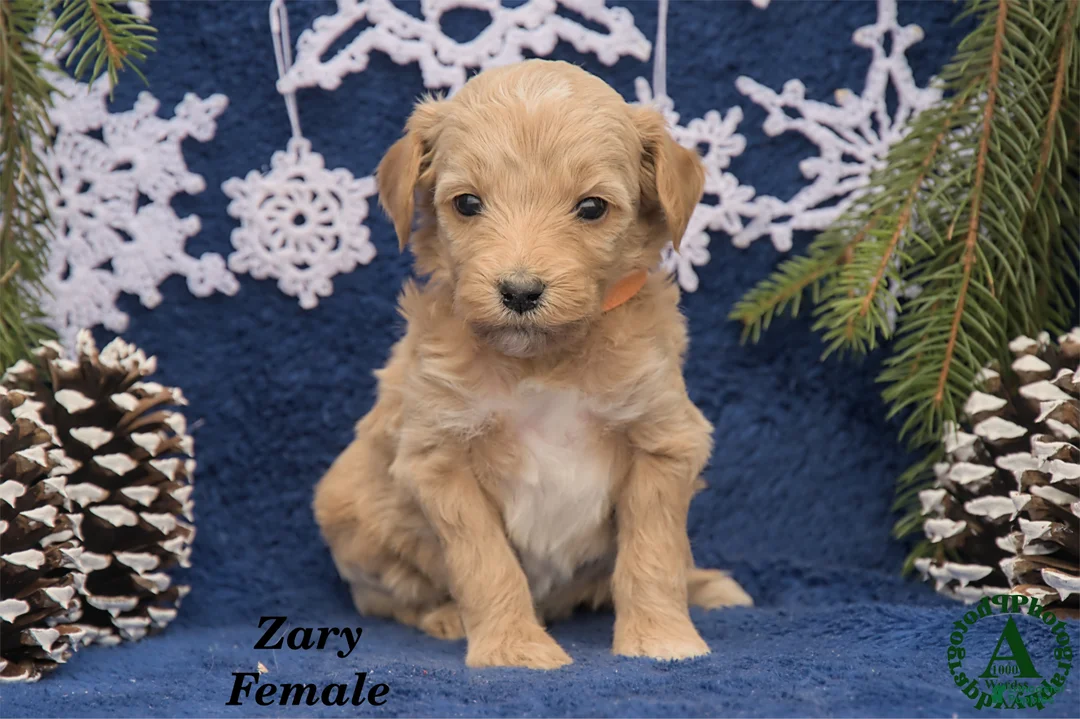 Mini Goldendoodle dogs for sale: Zary - Ad 1