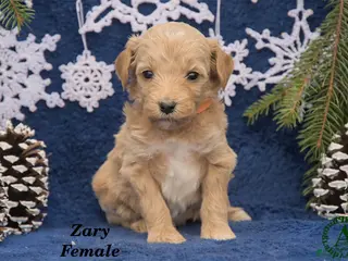 Mini Goldendoodle dogs Zary - Ad 37