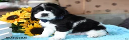 Cocker Spaniel dogs for sale: Prince - Ad 3