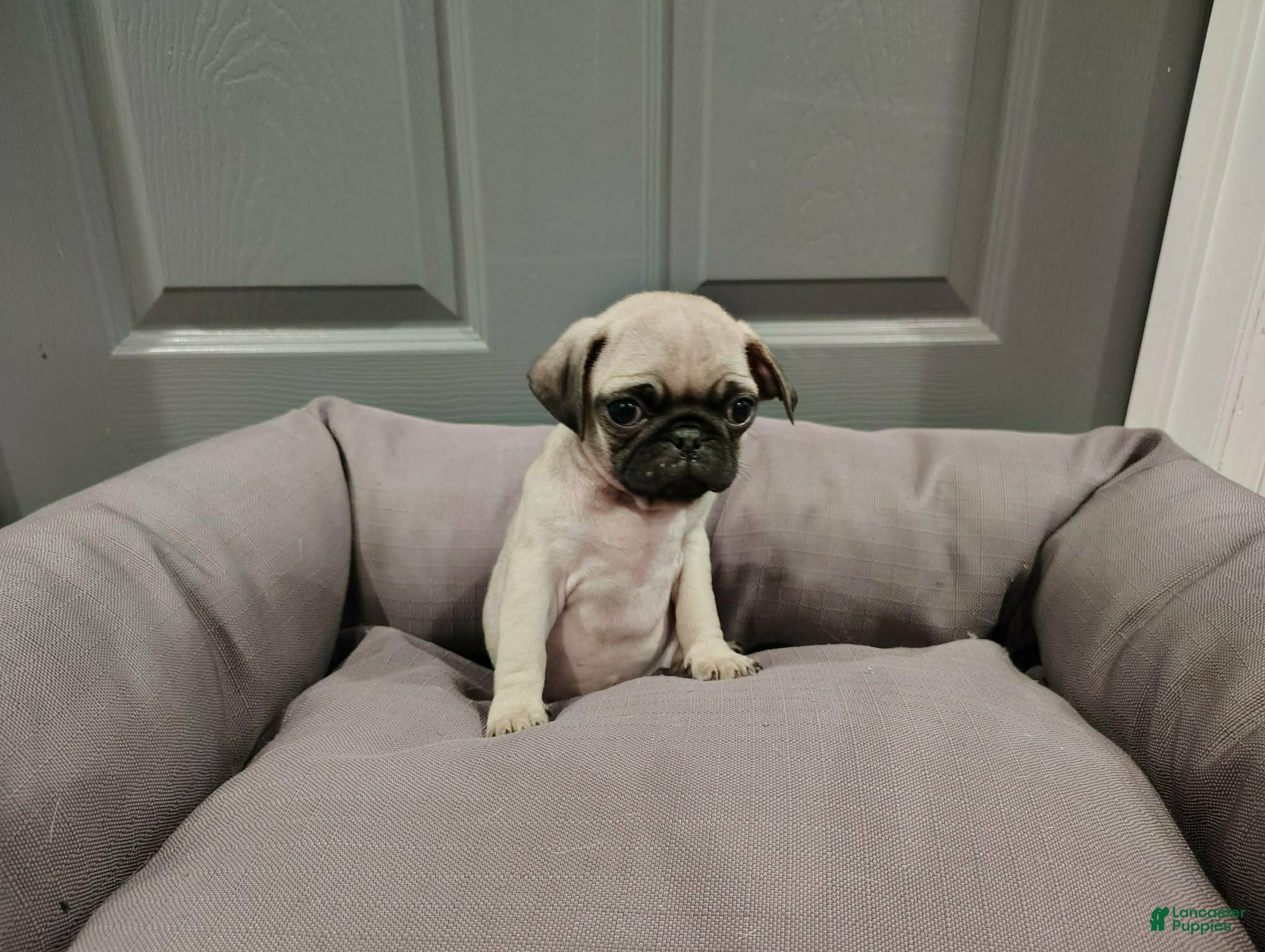 Puggle dogs Puggle Puppy 4 - Ad 33