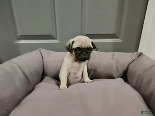 Puggle dogs Puggle Puppy 4 - Ad 33