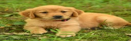 Golden Retriever dogs for sale: Dhanna - Ad 3
