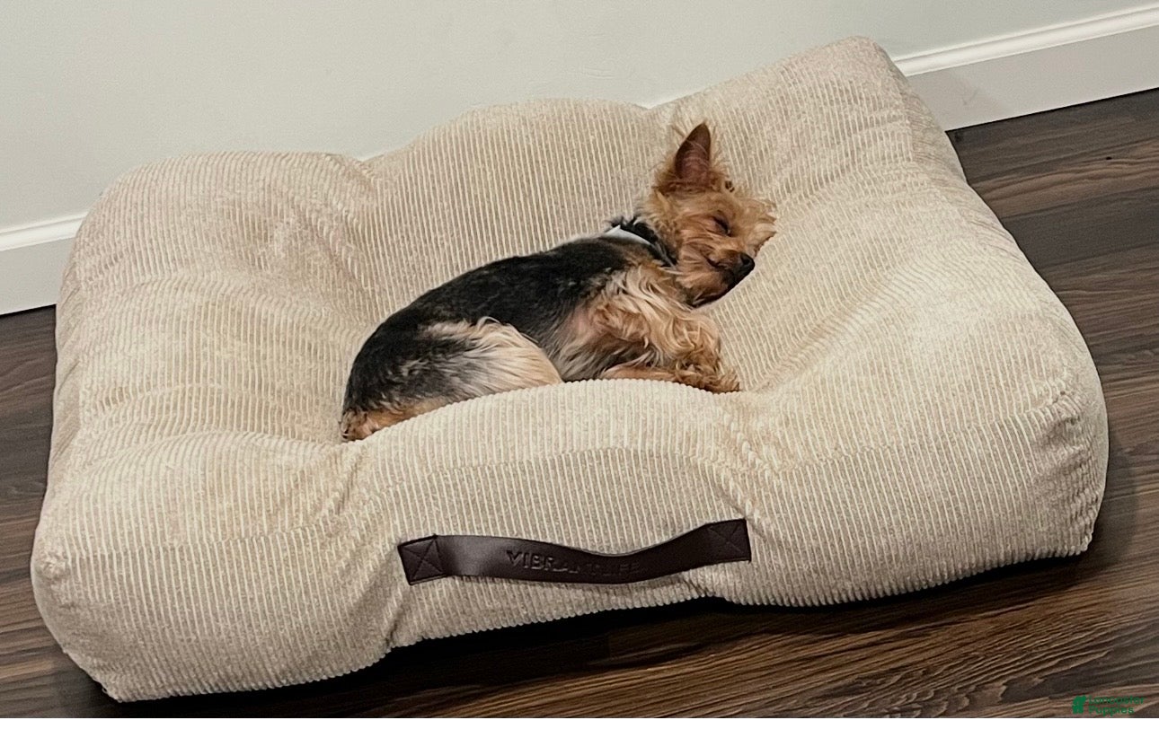 Yorkshire Terrier dogs Yorkshire Terrier Puppy 1 - Ad 13