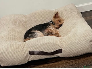 Yorkshire Terrier dogs Yorkshire Terrier Puppy 1 - Ad 13