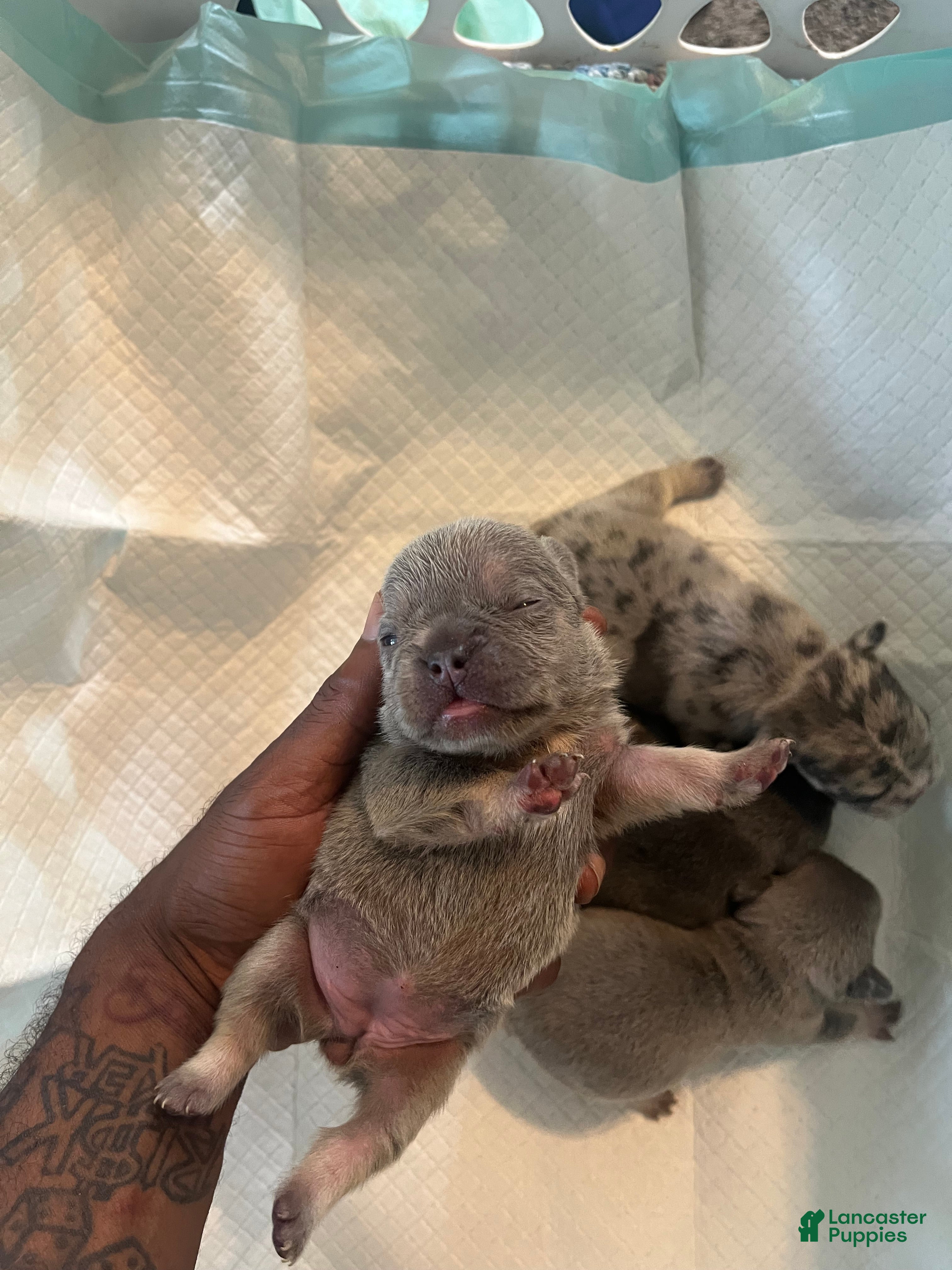 French Bulldog dogs French Bulldog 5 - Ad 1