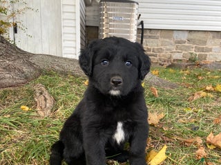 Mixed Breed dogs - Ad 39