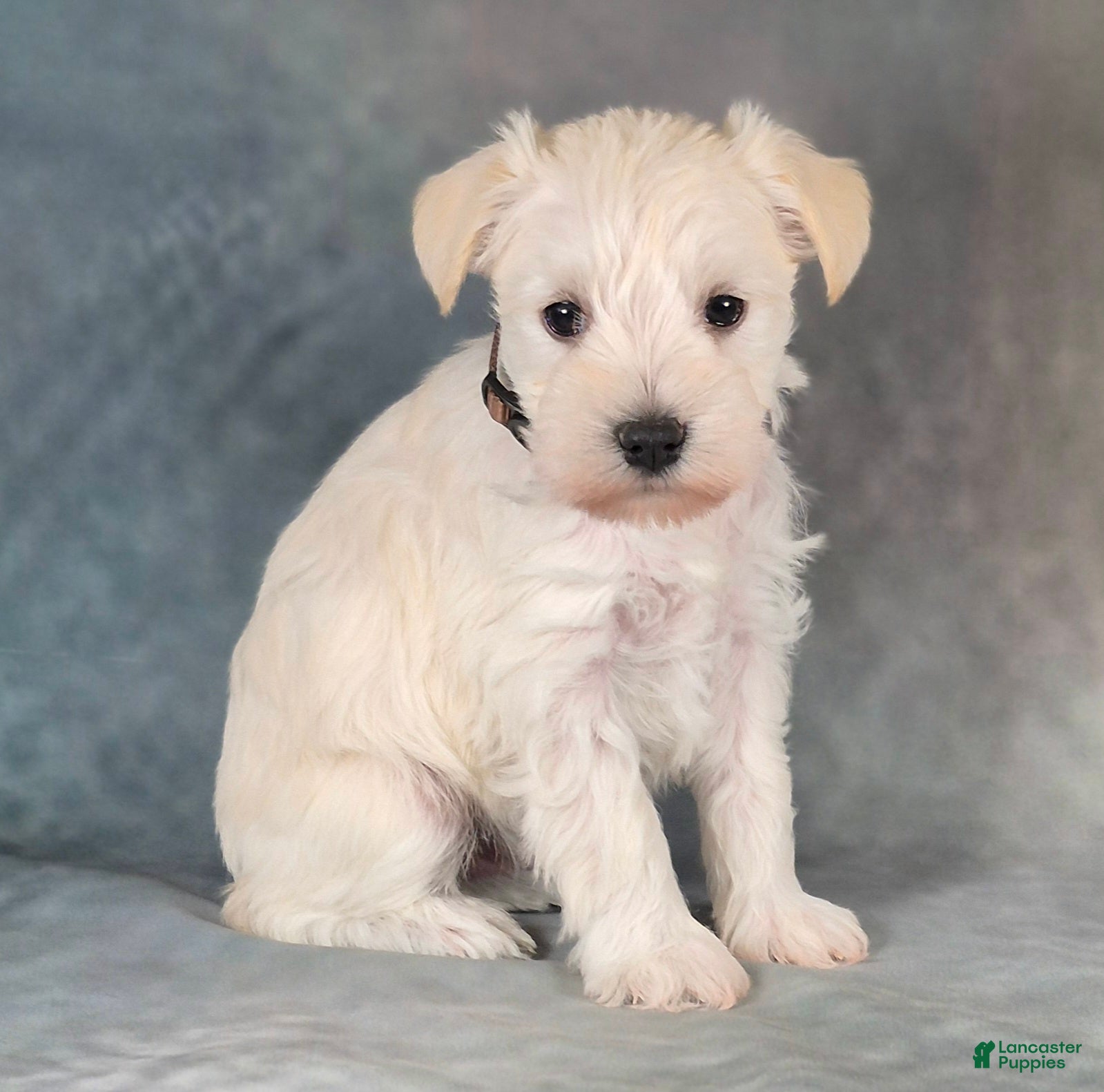 Miniature Schnauzer dogs for sale: Teddy - Ad 2