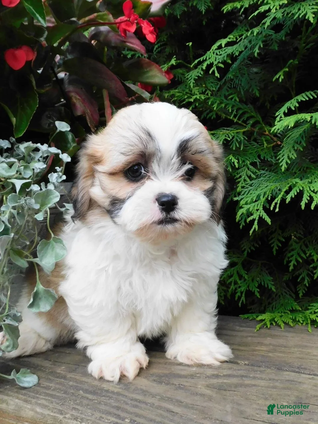 Teddy Bear dogs for sale: Violet  - Ad 5