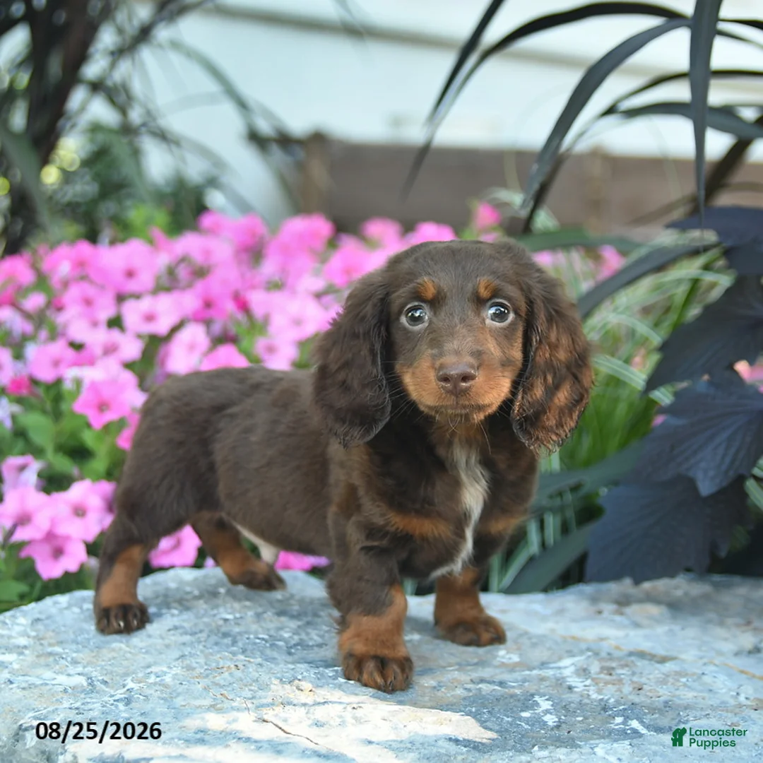 Miniature Dachshund dogs for sale: Bowe  - Ad 2