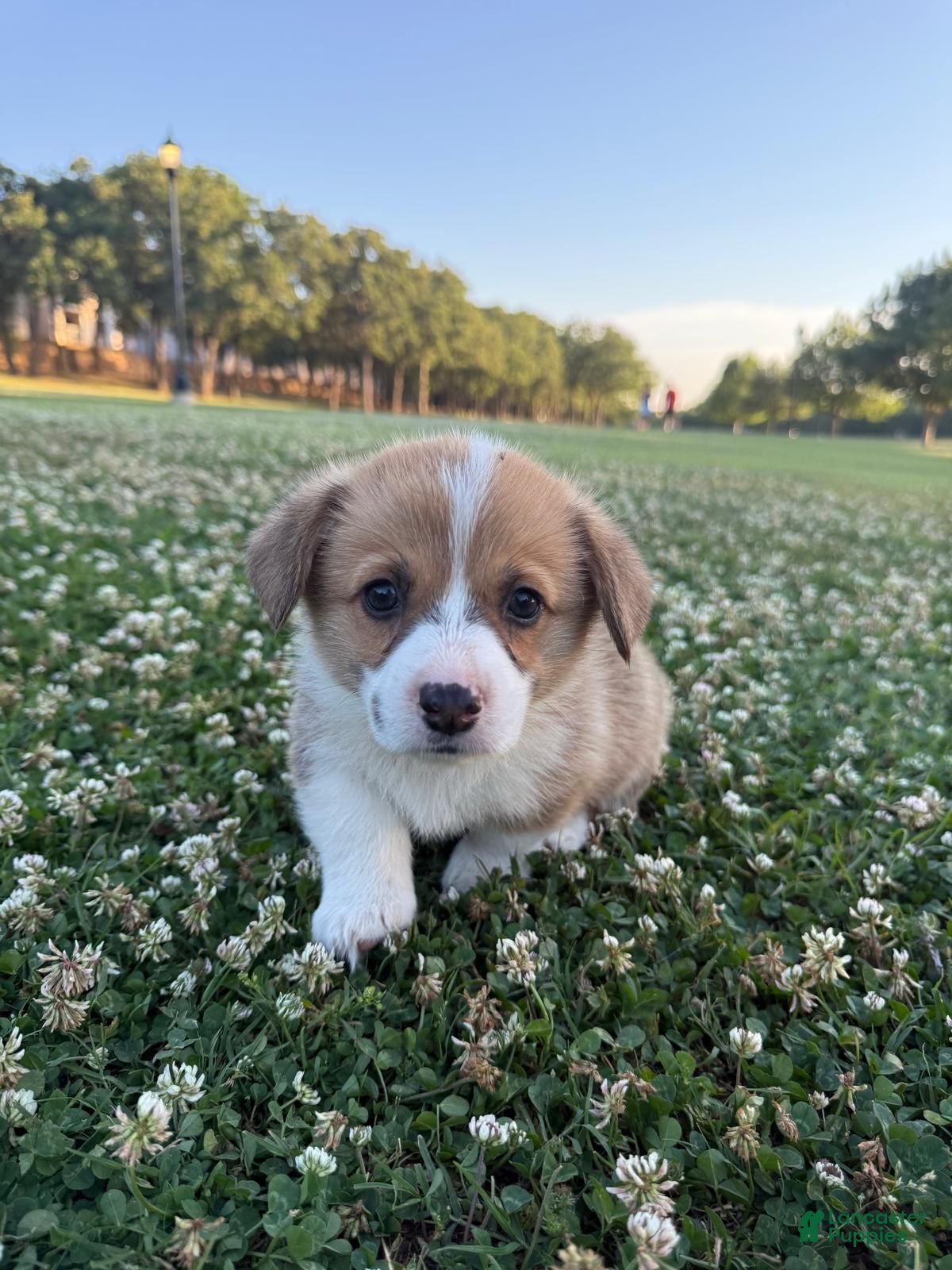 Welsh Corgi Pembroke dogs Welsh Corgi Pembroke Puppy 1 - Ad 2