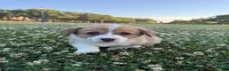 Welsh Corgi Pembroke dogs for sale: Welsh Corgi Pembroke Puppy 1 - Ad 2