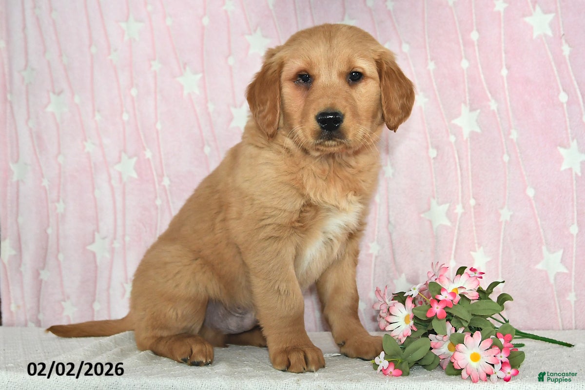 Golden Retriever dogs Echo - Ad 33