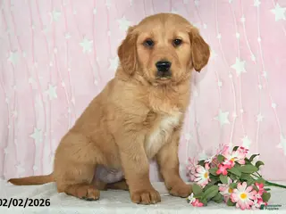 Golden Retriever dogs Echo - Ad 33