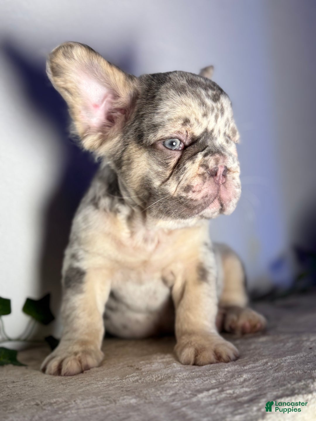 French Bulldog dogs for sale: Big Rope Lilac tan Merle Fluffy Male  - Ad 3