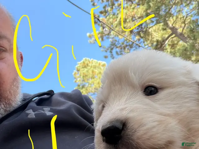 Mixed Breed dogs for sale: Girl 4 - Ad 2