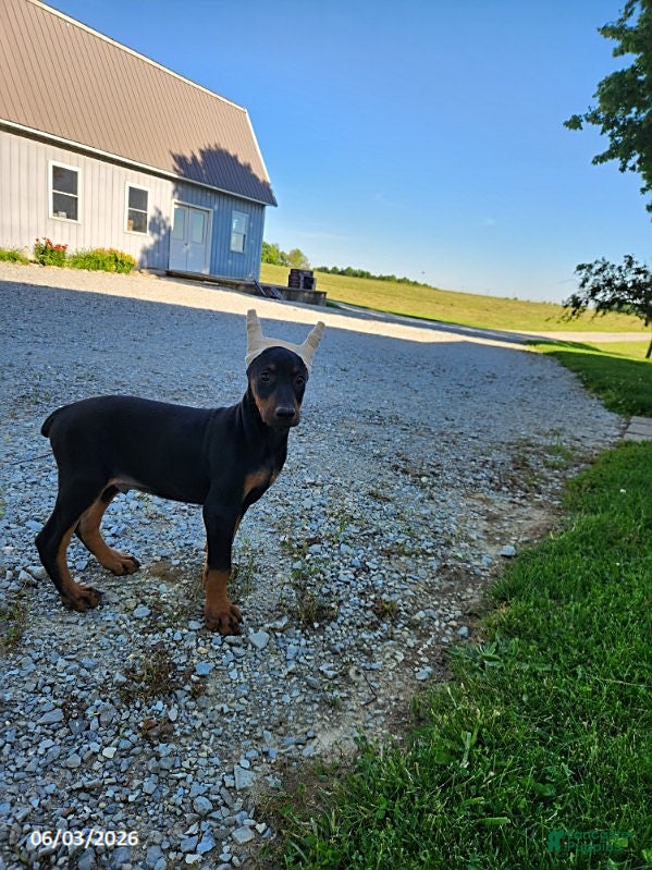 Doberman Pinscher dogs for sale: Roscoe - Ad 7