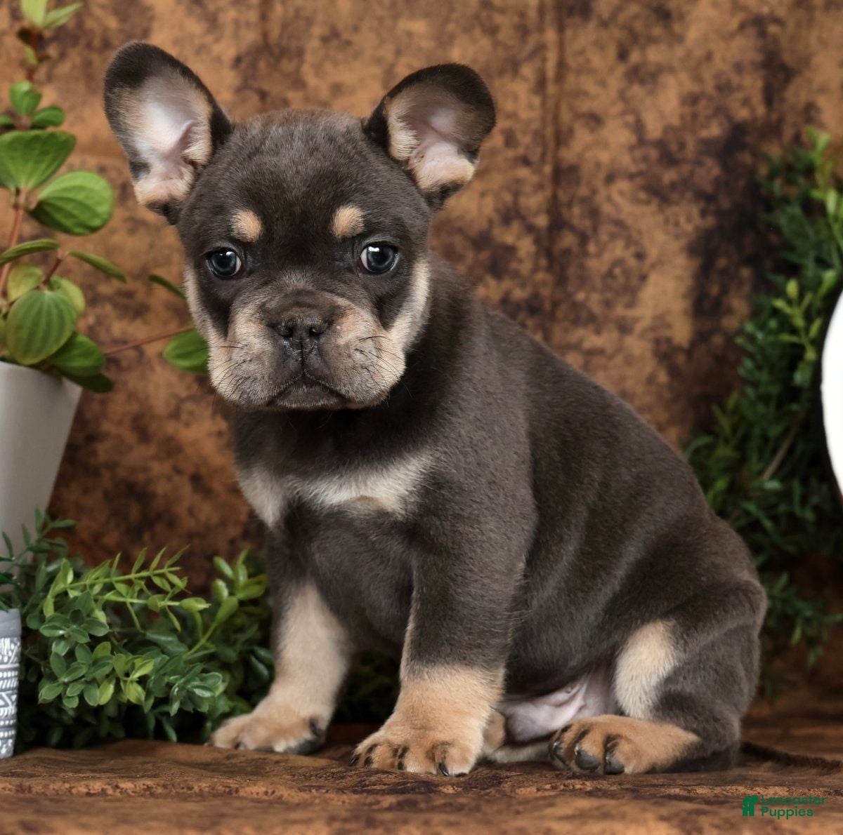 French Bulldog dogs Karl - Ad 2