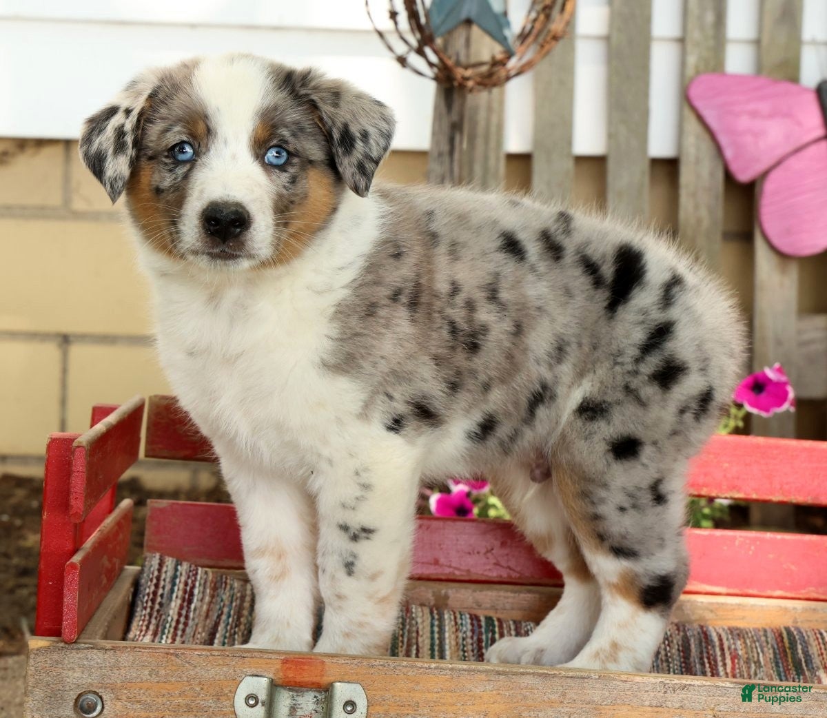 Australian Shepherd dogs Jasper - Ad 1